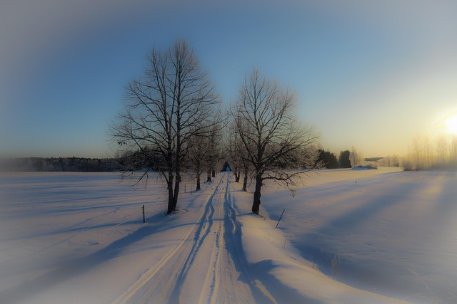 Winter, Baum, Schnee, Kalt, Landschaft