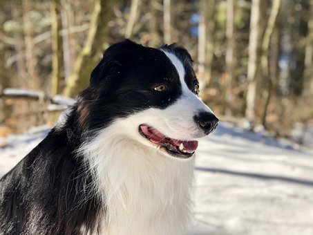 Free Dog Nature photo and picture