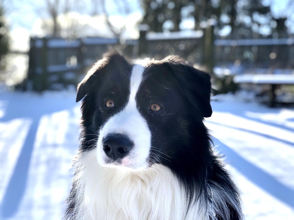 Cane, Forest, Animale, Pet, Natura, Inverno, Neve