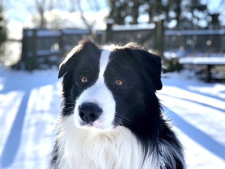 Free Dog Pet photo and picture
