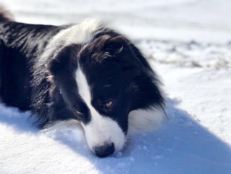 Free Dog Forest photo and picture