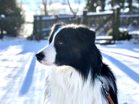Free Dog Forest photo and picture