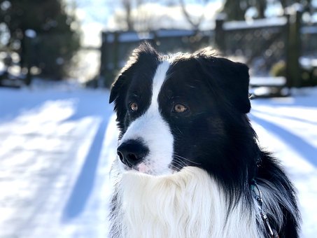 Free Fur Dog photo and picture