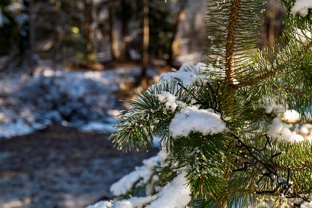 Free Tree Sun photo and picture