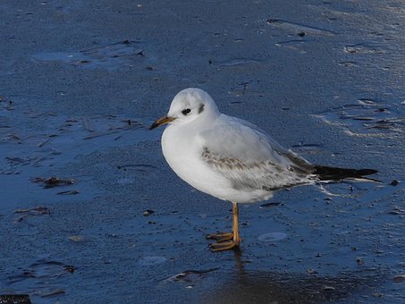 Vogel, Möwe, Eis, Tier, Wasser, Natur