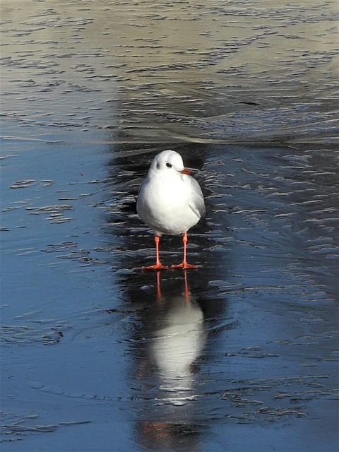 Möwe, Vogel, Winter, Eis, Spiegelung