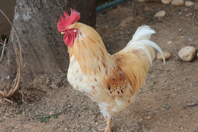 Free Handsome Cockerel photo and picture