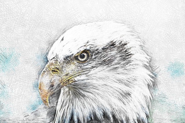 Download free HD stock image of Bald Eagle Haliaeetus Leucocephalus Free bald eagle haliaeetus leucocephalus adler illustration