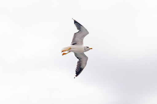 Free Sky Bird photo and picture