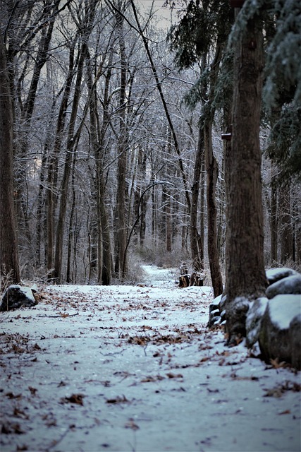 Free Road Snow Cold photo and picture