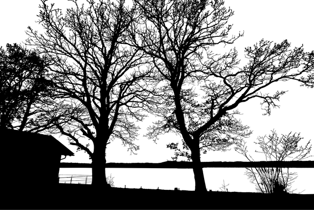 Free trees lake silhouette illustration