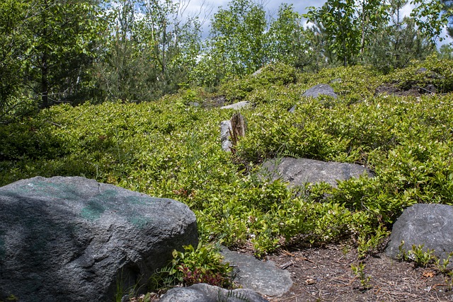 Free Rocks Grass photo and picture