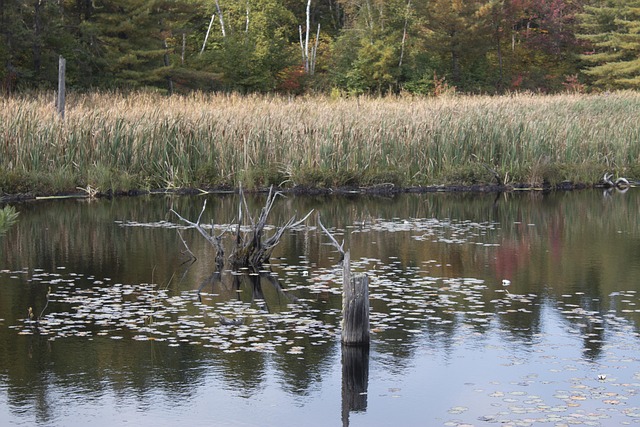 Free Swamp Weeds photo and picture