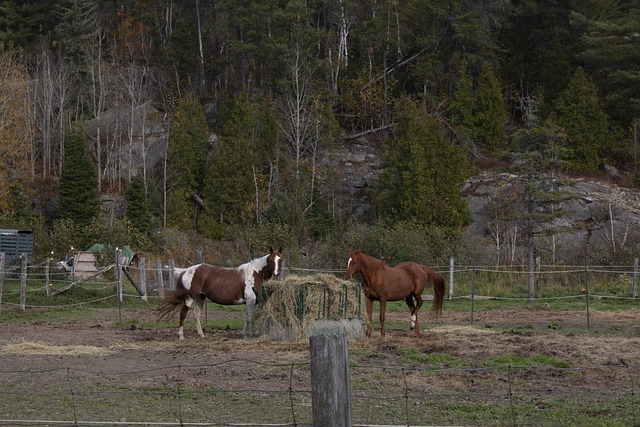 Free Tree Horses photo and picture