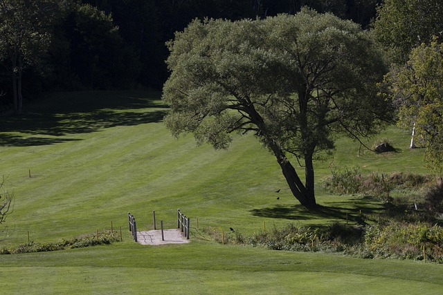 Free Tree Grass photo and picture
