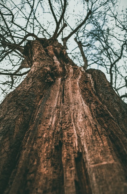Baum Rinde Natur - Kostenloses Foto auf Pixabay - Pixabay