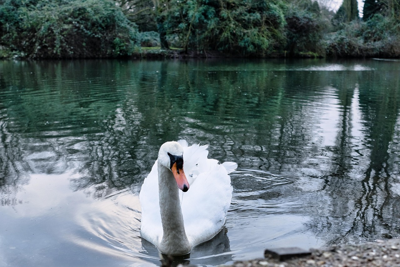 Cygne Oiseau D'Eau Baignade - Photo gratuite sur Pixabay - Pixabay