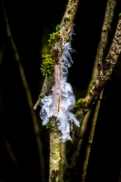 Free Tree Gel photo and picture