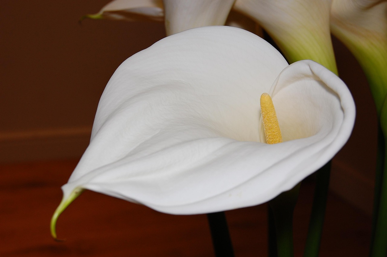 100+ Free Peace Lily & Nature Images Pixabay