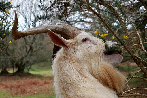 100 Free Chiva Goat Photos Pixabay