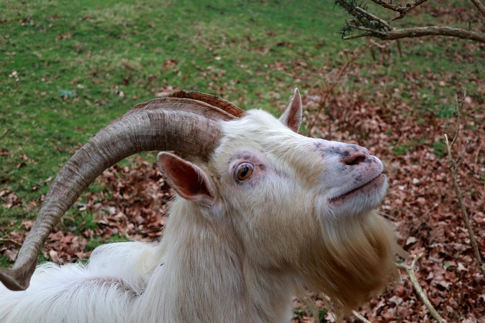 Hewan Kambing Tanduk Foto Gratis Di Pixabay