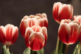 Tulip Flower, Tulips, Half Closed