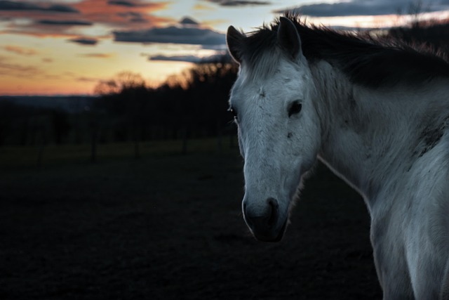 Free Horse Look photo and picture