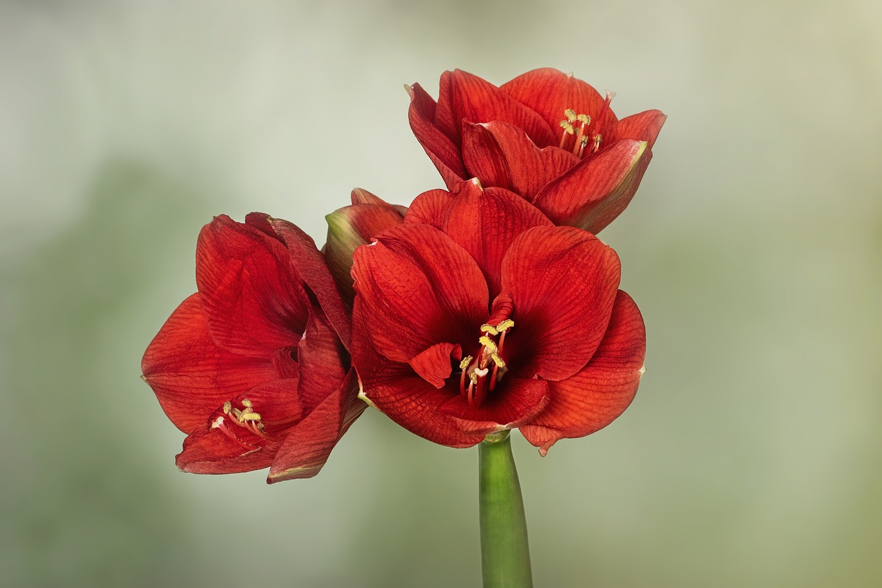 nature, knight star, amaryllis, hippeastrum, red, bulb plant, amaryllis, hippeastrum, hippeastrum, hippeastrum, hippeastrum, hippeastrum, bulb plant