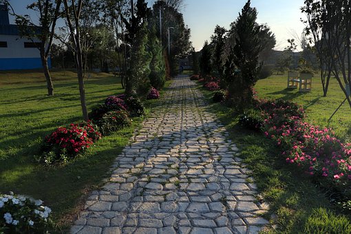 Jardín, Campo, Verde, Flores, Planta