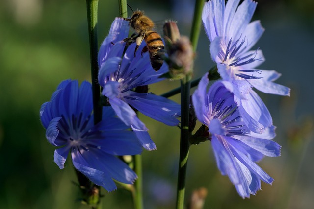 Free Bee Blue Flowers photo and picture
