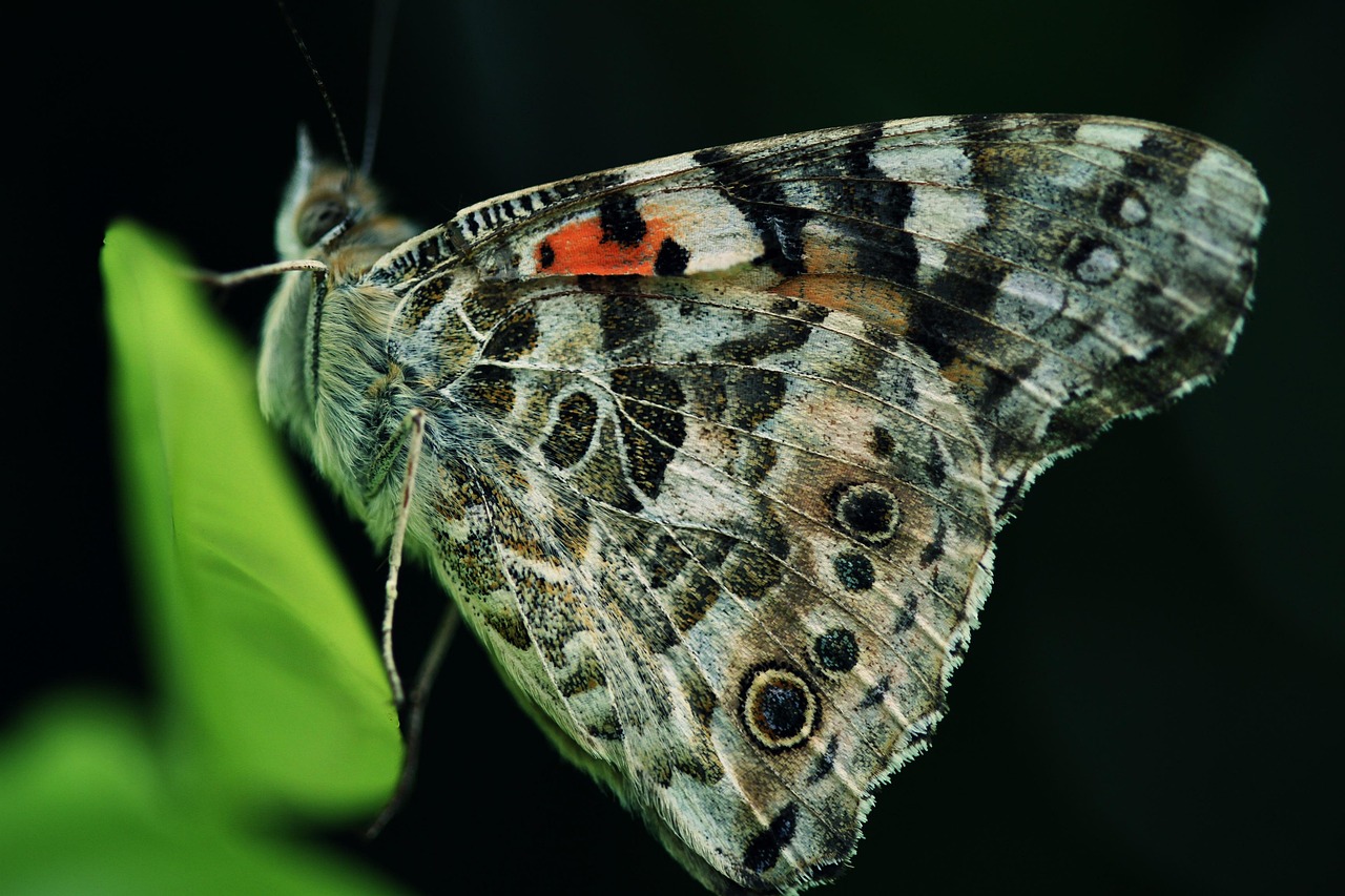 Butterfly - free online jigsaw puzzle photo
