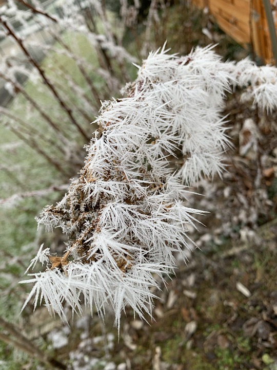 Raspberry Frost Cold Free photo on Pixabay Pixabay