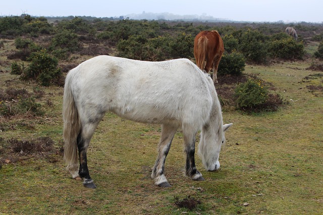 Free Ponies Grazing photo and picture