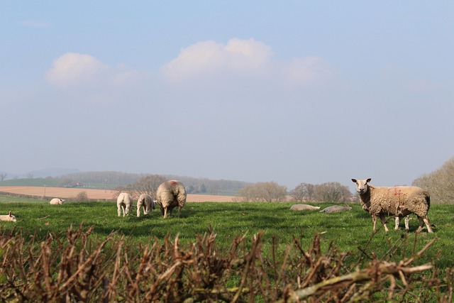 Free Sheep Field photo and picture