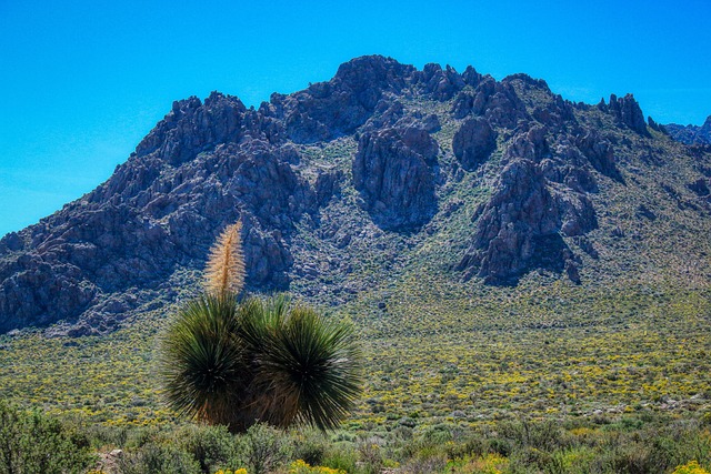 Free Nolina Tree photo and picture