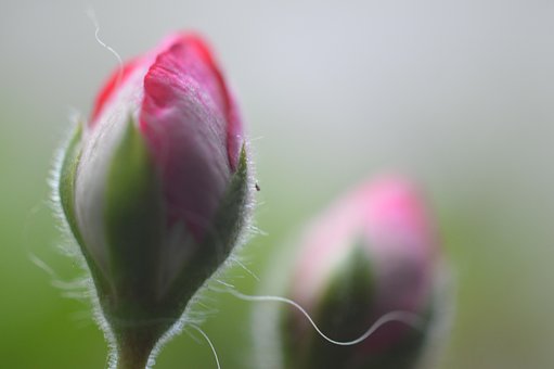 Free Flowers Nature photo and picture