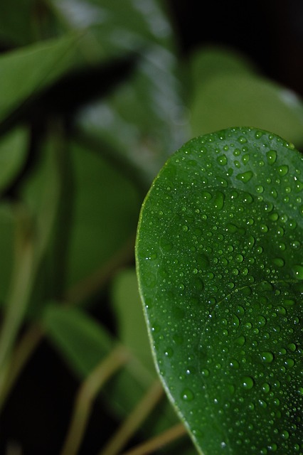 Free Drops Plants photo and picture