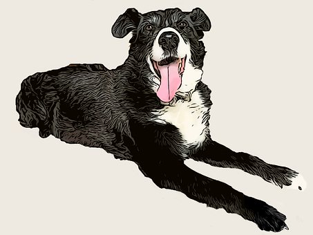 Hund, Collie, Hunde, Sort Hund, Kæledyr