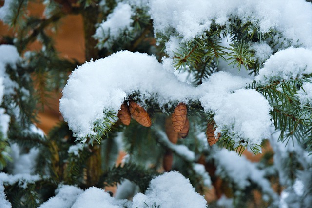 Winter, Schnee, Wald, Bäume, Kiefer