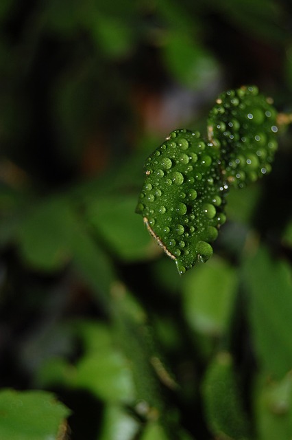Free Drops Plant photo and picture