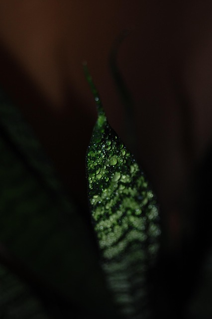 Free Drops Plant photo and picture