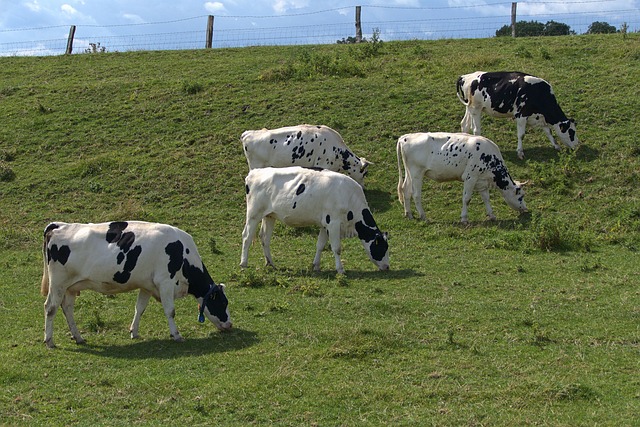 Free Cows Pasture photo and picture