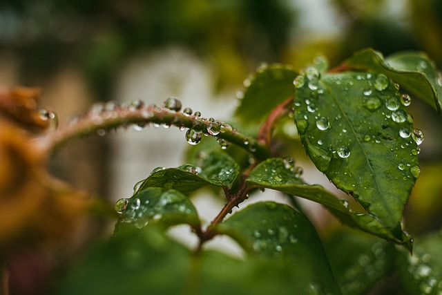 Free Water Rain photo and picture