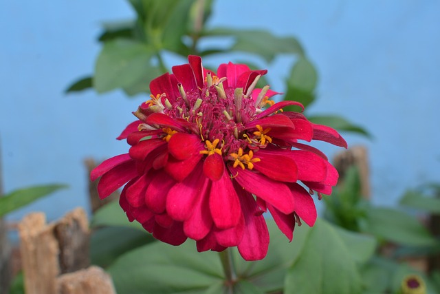 Free Chinese New Year Flowers photo and picture