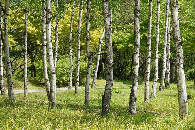 Free Tree In The Woods photo and picture