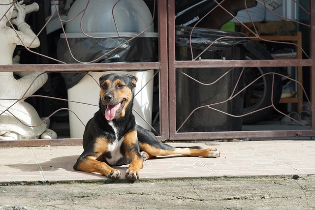 Free Dog Load photo and picture