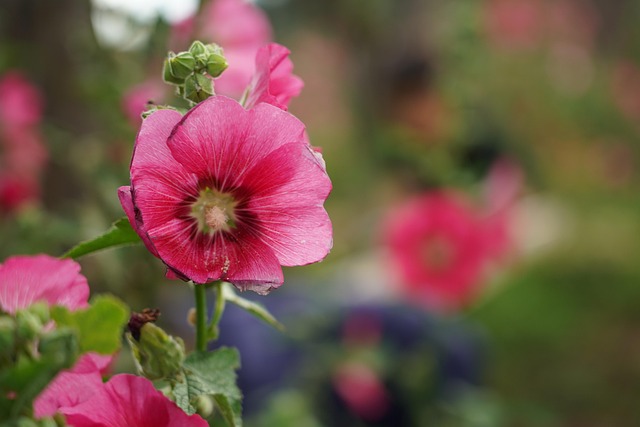 Free Flower Red Flower photo and picture