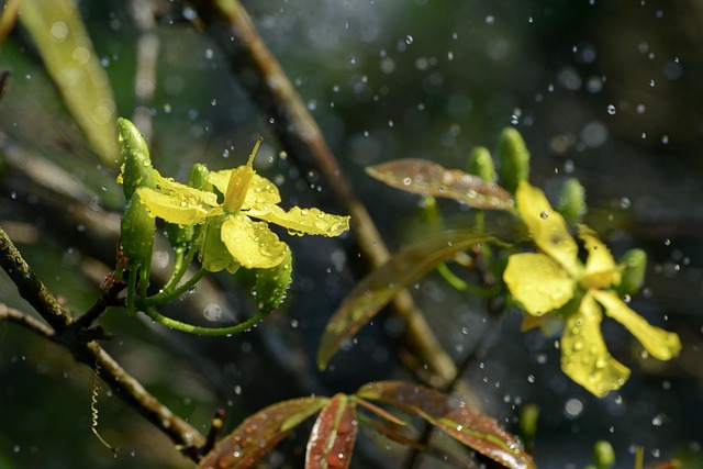 Damasco Flor, Tet, Ano Novo Lunar