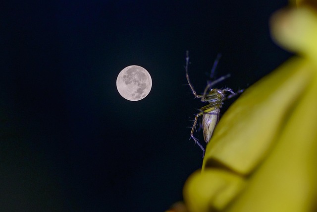 Lua, Arte, Spyder, Orquídea, Noite