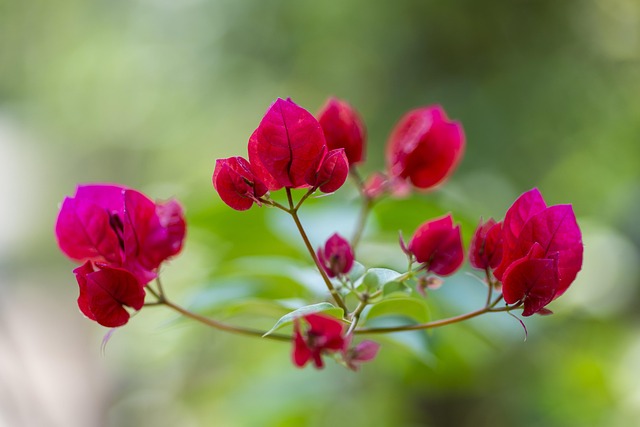 Flor Vermelha, Flores Bonitas
